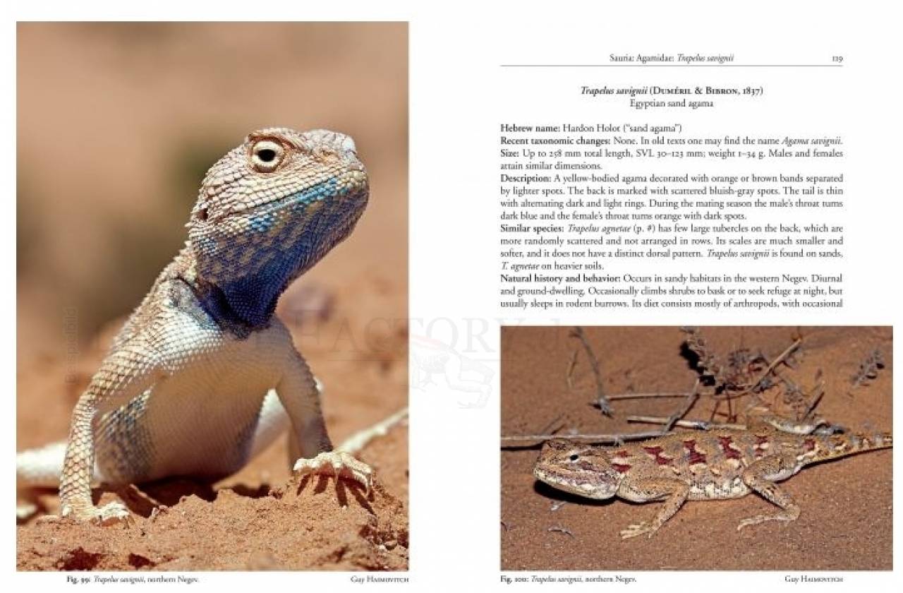 Field Guide to the Amphibians and Reptiles of Israel